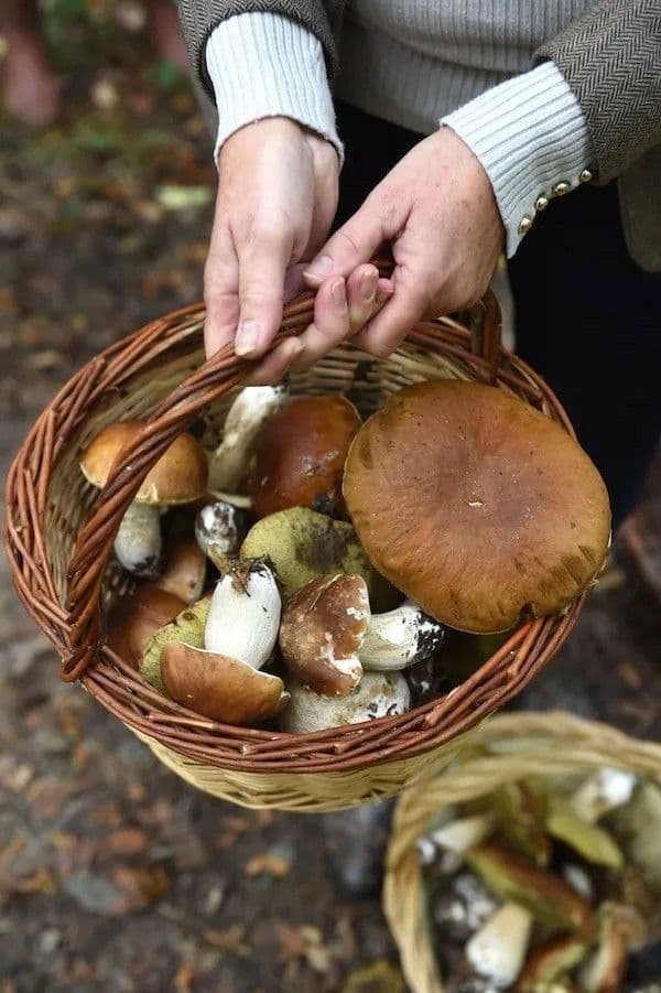 Vânătoare de trufe