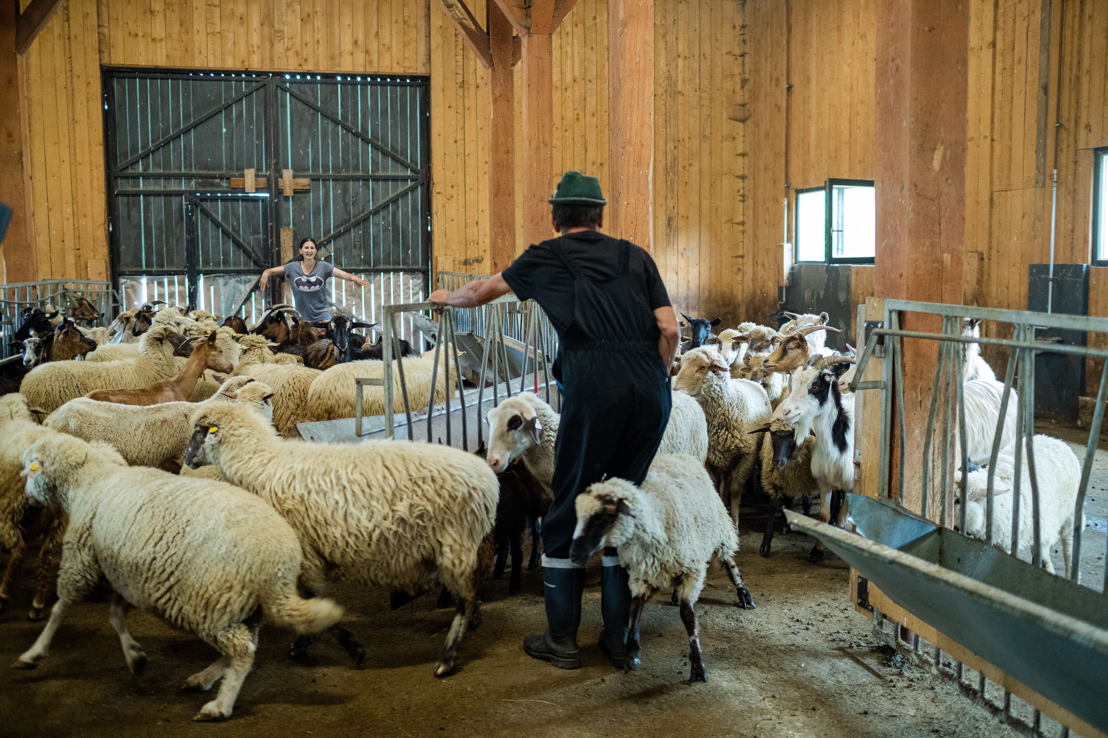 Goat farm